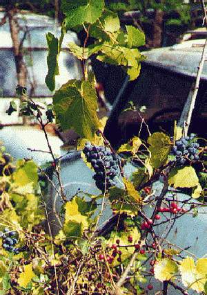 Break dans le raisin..JPG
