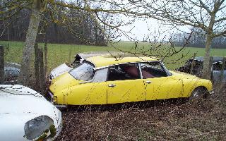 canis 435bis.jpg